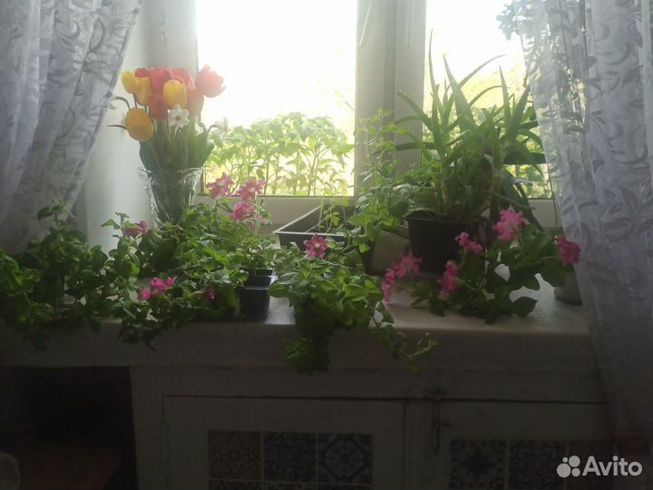 Фритулинья