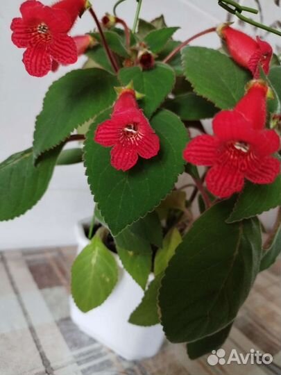 Гинура,пеперомия,колерия,лудизия,плектрантус