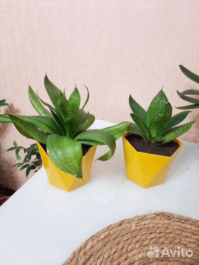 Сансевиерия