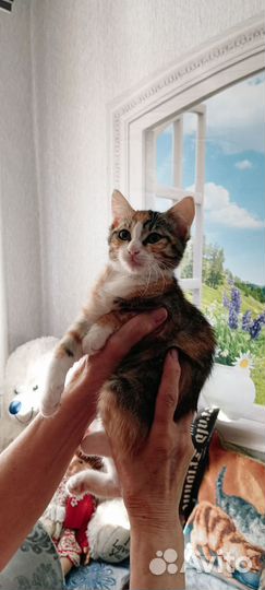 Котята, 2,5 месяца, девочки