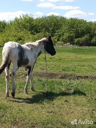 Продам кобылку
