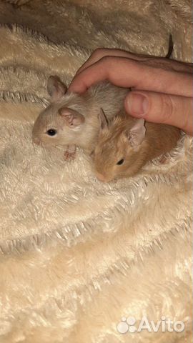 Чилийская белка дегу