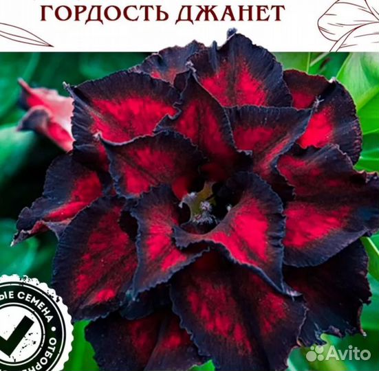 Комнатные цветы адениум