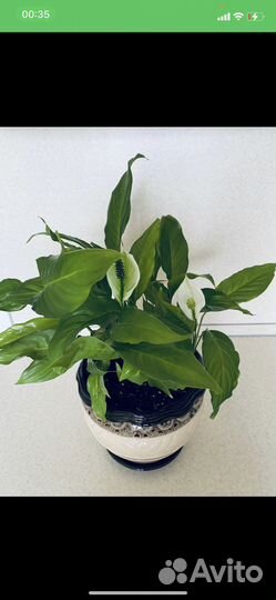 Спатифиллум