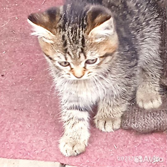 Британские котята бесплатно