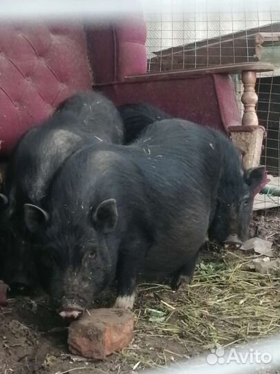 Вьетнамские поросята