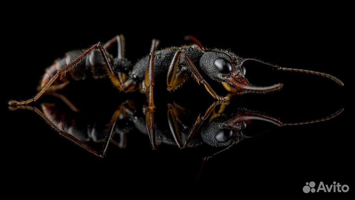 Муравьи Венаторы, Harpegnathos venator оптом и в р