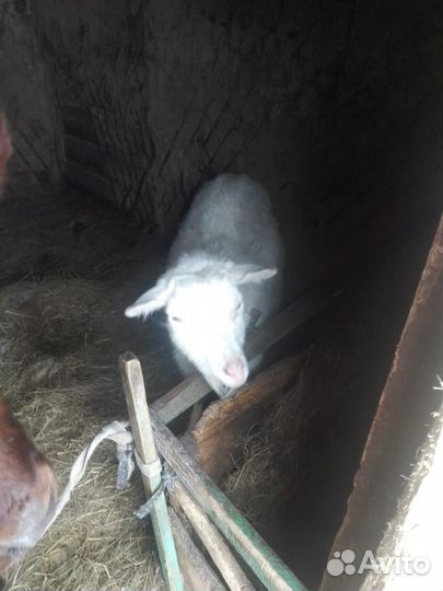 Продам скотину