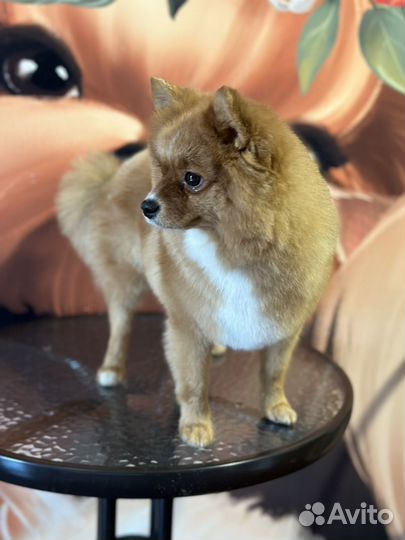 Стрижка собак на дому