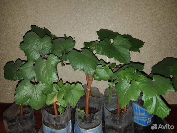 Саженцы винограда