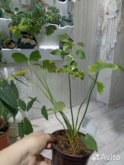 Филодендрон