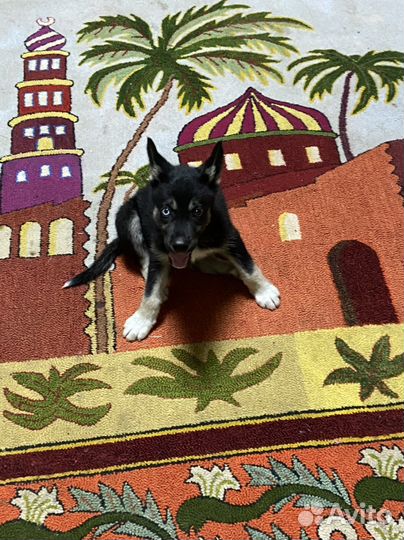 Щенок в самые добрые руки