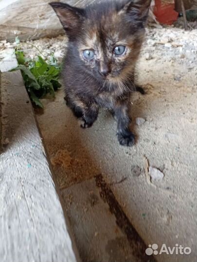 Котята
