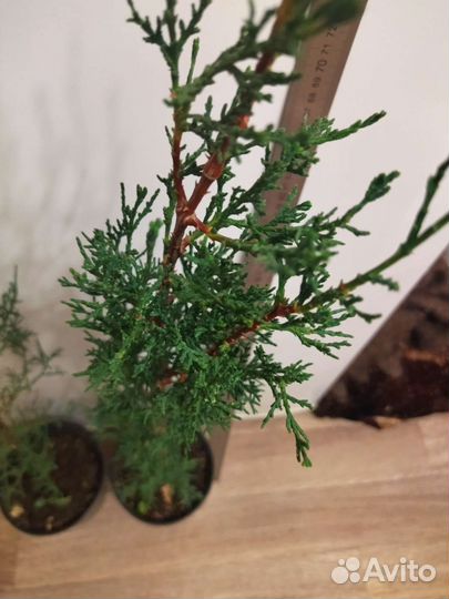 Кипарис (вечнозеленое хвойное растение)