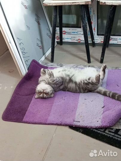 Кошка в дар