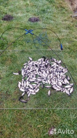 Живец карась