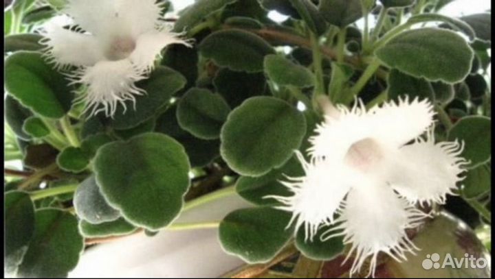 Альсобия, редкий вид, кружевная