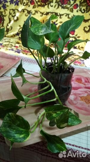 Комнатные цветы сциндапсус золотистый и эпипремнум