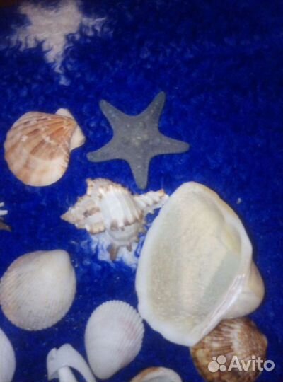 Ракушки морские