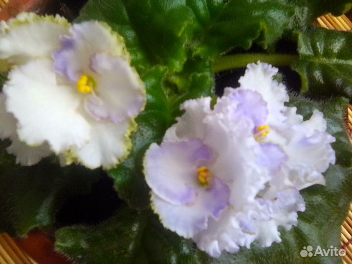 Фиалка Литуаника и др. с горшком