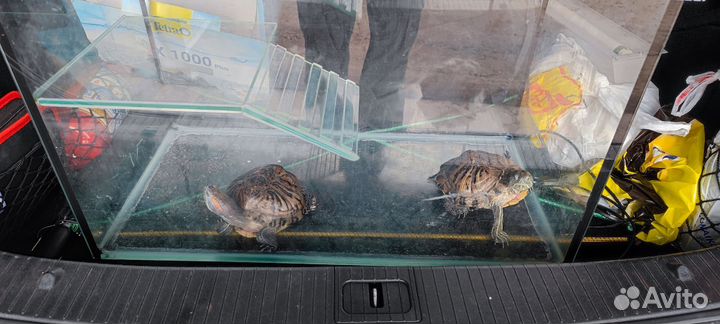 Красноухая черепаха с аквариумом