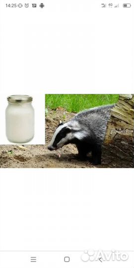 Жир барсука