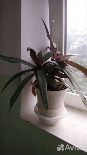 Растение золотой ус