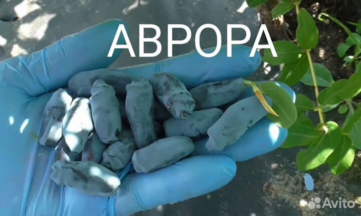 Жимолость Аврора