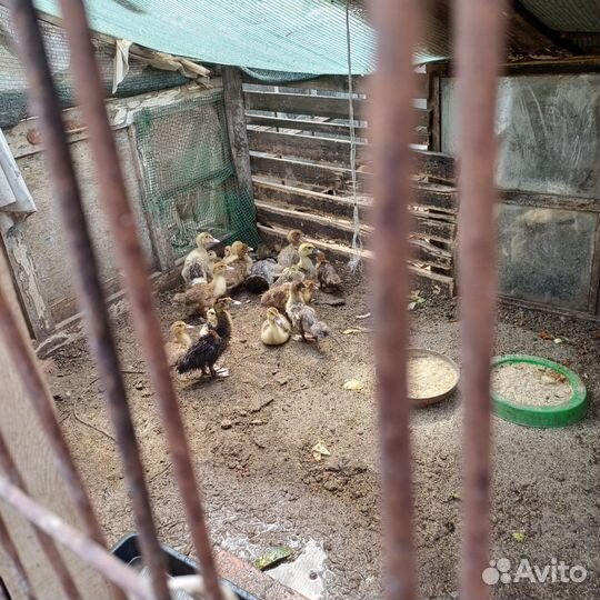 Утята тяжелой линии