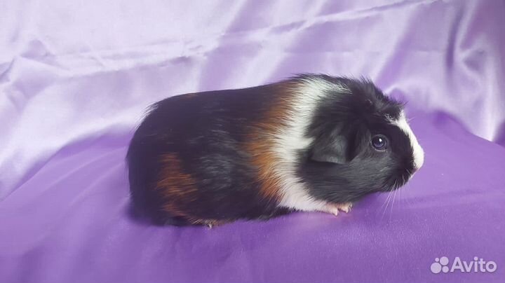 Морские Свинки малыши