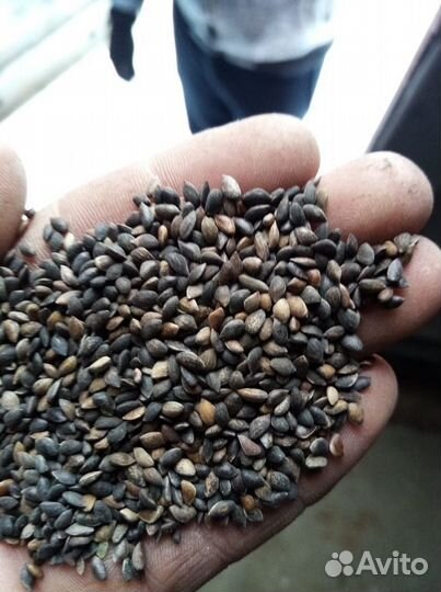 Семена ели обыкновенной