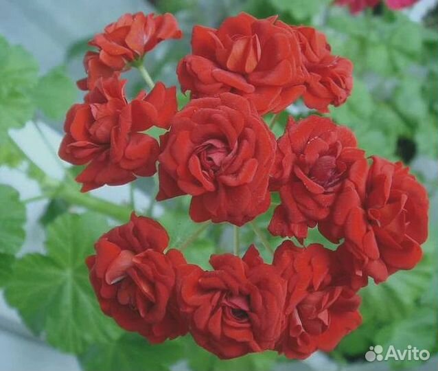 Розебудная пеларгония, герань королевская