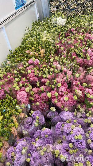 Эустома оптом