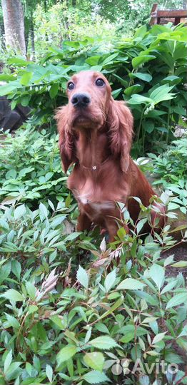 Щенки ирландский сеттер