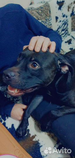 Питбуль. Вязка