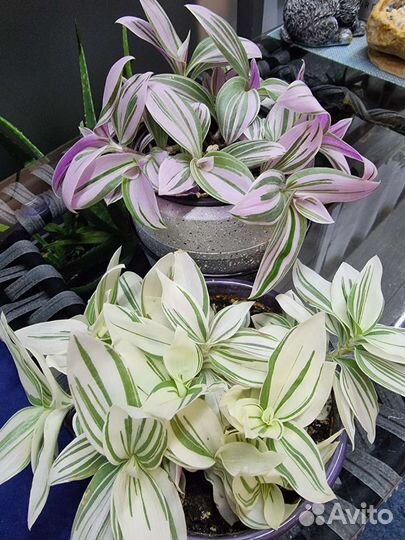 Ситара, Альба, Пеперомия санторини