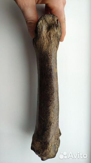 Окаменелая Кость доисторического ископаемого живот