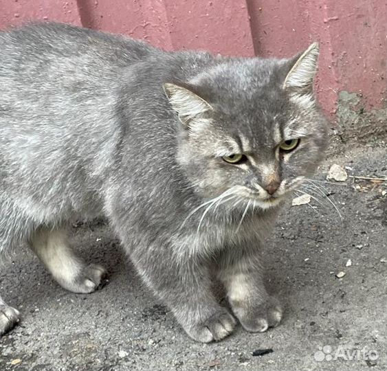 Кот ищет дом