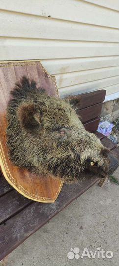 Чучело головы кабана