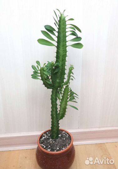 Молочай Треугольный, Эуфорбия Тригона, оберег