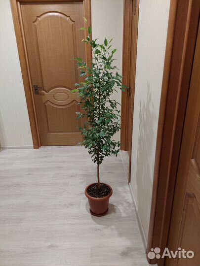 Фикус бенджамина