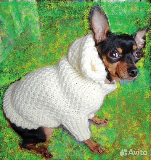 Одежда для животных