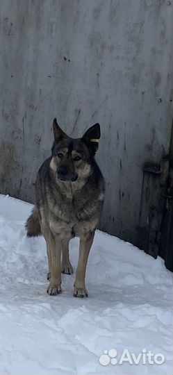 Пристраивается собака