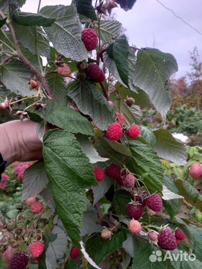 Малина ремонтантная Жар Птица