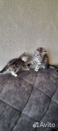 Шотландские вислоухие фолды и прямоухие страйты