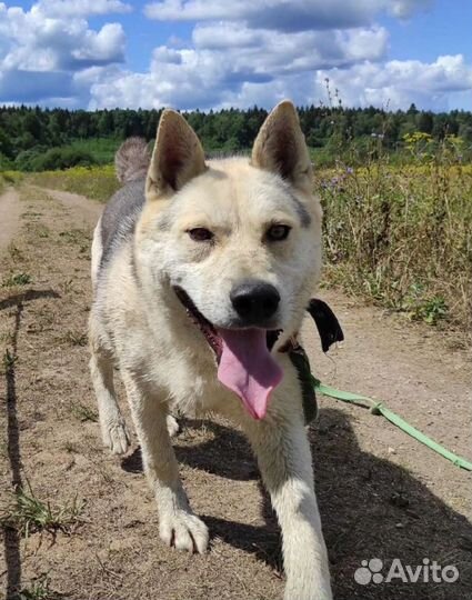Метис лайки Сахарок в поисках дома