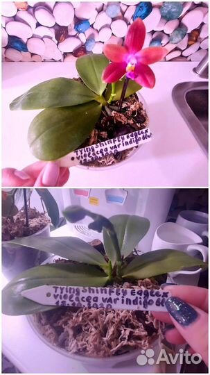 Орхидеи Мики сортовые и обычные