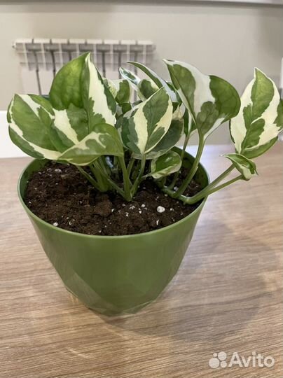 Эпипремнум энджой