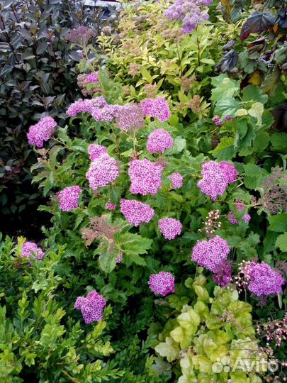 Питомник С, реализует декоративные растения