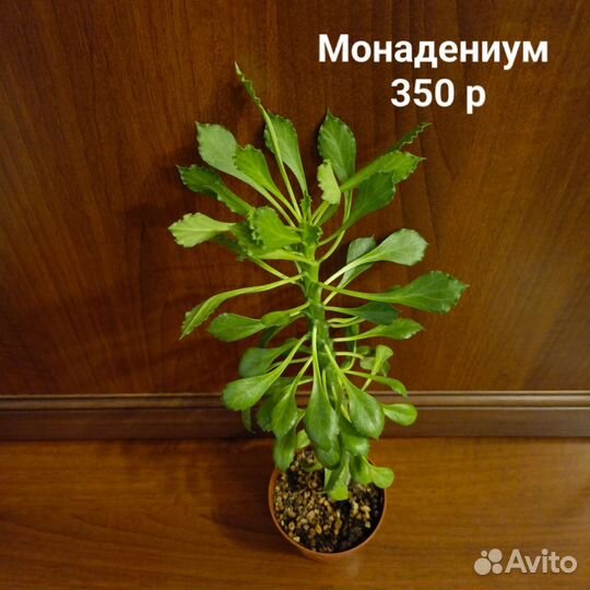 Суккуленты